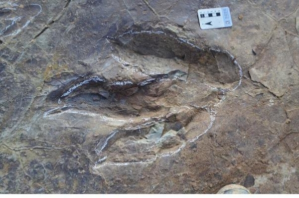 산북동 대형 수각류 공룡 발자국 화석