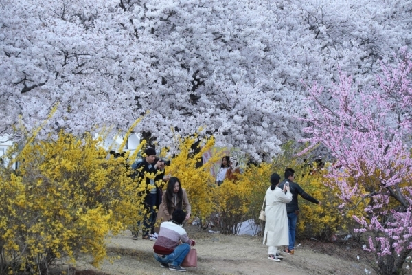 경주 김유신장군 벚꽃