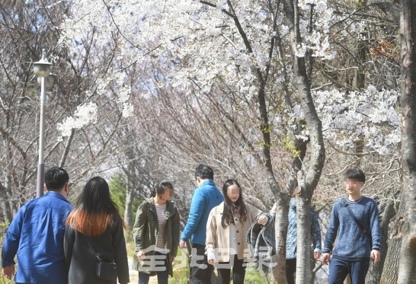 5일 전주시 완산칠봉 투구봉에는 마스크도 쓰지 않은 시민들이 꽃놀이를 즐기고 있다. 오세림 기자