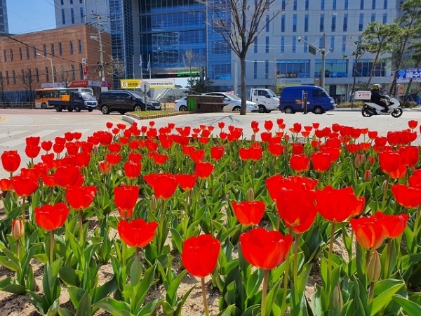 익산시가 시내 주요 도로변에 봄꽃 20만본을 식재했다.