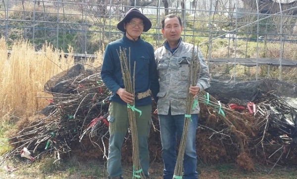 완주군 비봉면 내월리에서 수양홍도(꽃복숭아) 농장을 운영하는 김영웅 씨가 수양홍도 1500주를 유희성 비봉면 주민자치위원장에게 기증했다.