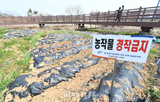 완주군 이서면 빙등저수지에서 수년째 불법경작이 이뤄지고 있어 행정조치가 요구되고 있는 가운데 9일 경작금지를 알리는 팻말에도 불구하고 경작을 하고 있다. 오세림 기자