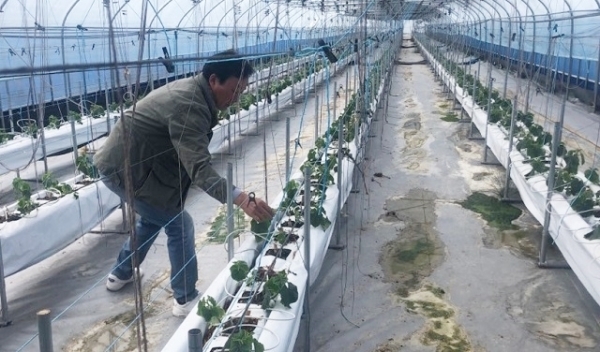 24년째 농업에 종사하고 있는 김한국 씨가 농작물들을 살펴보고 있다.