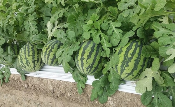 익산 탑마루 수박