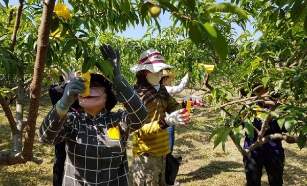 남원시가 코로나19 여파로 일손이 부족한 농가를 위해 농번기인 5~6월까지 농촌 일손 돕기 추진단을 시청, 읍·면·동, 지역농협에 설치하기로 했다.