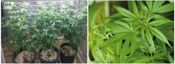 군산해경이 양귀비, 대마 등 마약류 특별단속에 나선다.