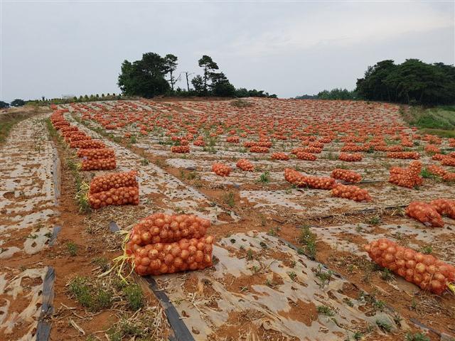 ▲ 농가에서 수확을 마친 양파.