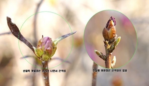 산철쭉과 진달래.