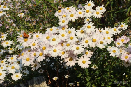군산 은파호수공원에 활짝 핀 구절초.