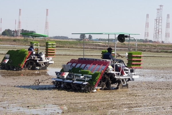 6일 농협과 농촌진흥청이 김제시 백산면에서 ‘밀묘 소식재배 이앙 시연’을 실시했다.