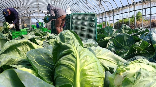 군산 꼬꼬마양배추