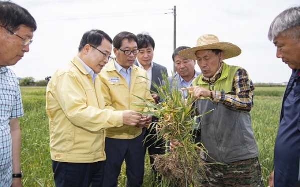 지난 8일 정헌율 익산시장이 심각한 저온피해를 입은 우리밀 영농 현장을 방문해 피해 상황을 살펴보고 있다.