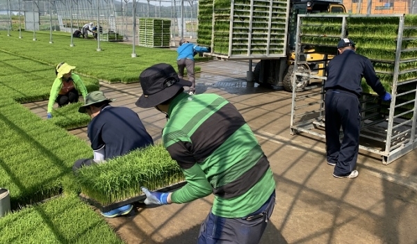 11일 농협 남원시지부가 운봉농협 육묘장을 찾아 영농철 일손돕기를 실시했다.