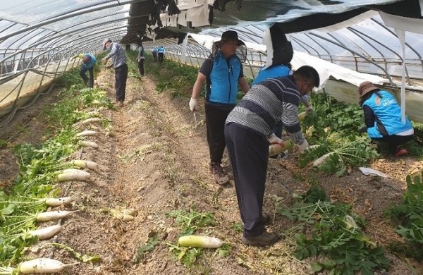 12일 한국농어촌공사 익산지사가 용동면 구산리 소재 무 재배 하우스 농가를 찾아 코로나19 극복을 위한 농촌일손돕기 봉사활동을 펼쳤다.