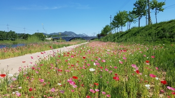임실 오수천변의 붉은 꽃양귀비 꽃밭.
