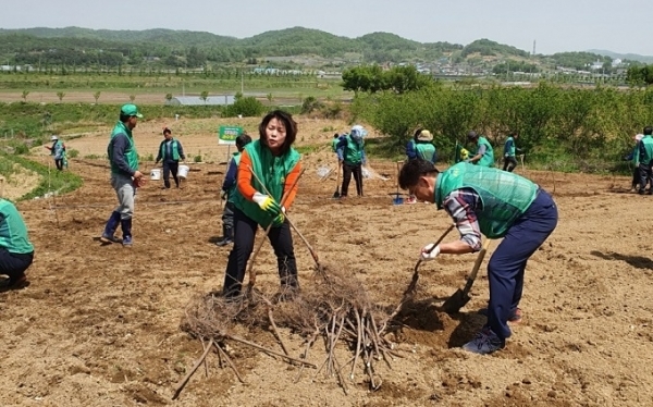 12일 새마을운동 임실군지회가 신평면 창인리 1000㎡ 농지에 대추와 자두 등 200그루의 묘목을 식재했다.
