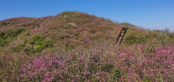 지리산 바래봉에 핀 철쭉.