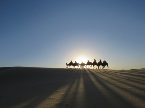 '관계회절현상' 몽골 홍그린엘스에서 낙타 타기.