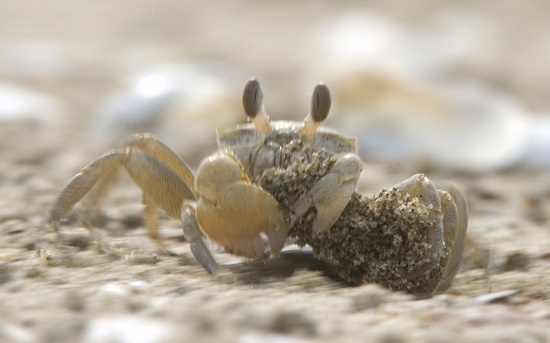 멸종위기 2급 흰발농게