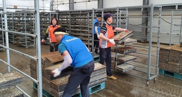 지난 15일 농협 익산시지부·전북농협 농촌지원단 등이 낭산농협 육묘장에서 농촌 일손돕기를 실시했다.