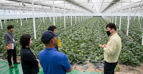 군산 꼬꼬마양배추가 도내에서 유일하게 농식품수출 우수지자체 경진대회 본선 진출에 성공했다.