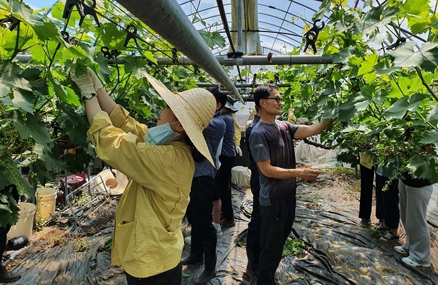 지난 20일 완주군 농업축산과 직원들이 봉동읍 율소리에 있는 한 포도농장을 찾아 ‘포도 순지르기’ 일손돕기 활동을 벌였다.