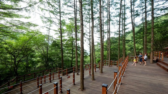 와룡자연휴양림.