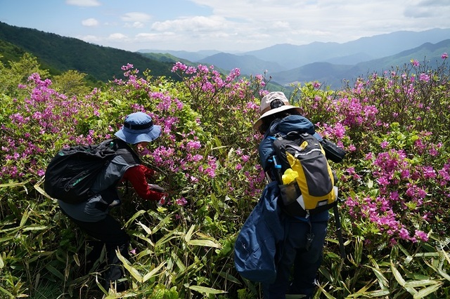 국립공원공단과 지리산국립공원 전북사무소가 바래봉 일대 산철쭉을 대거 식재하기 위한 생태계 복원 사업을 추진한다.