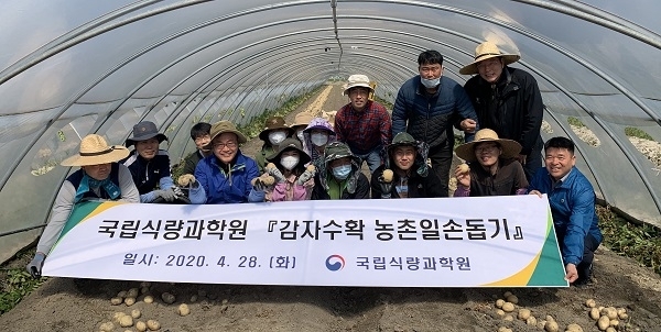 국립식량과학원 직원들이 감자 수확 농가를 찾아 일손돕기 봉사활동을 펼쳤다.