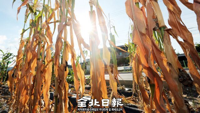 연일 계속되는 찜통더위로 인해 밭에서 농작물들이 타들어 가고 있다. 전북일보 자료사진