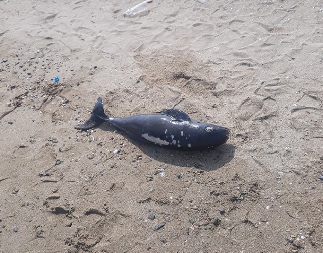 지난 30일 부안군 변산면 성천항 해변에서 발견된 멸종 위기 보호종인 상괭이 사체.
