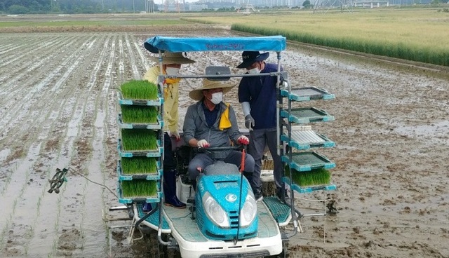 3일 군산시 옥구읍 오곡리 일원에서 열린 신품종벼 ‘십리향’을 홍보하는 풍년기원 모내기 행사 모습.