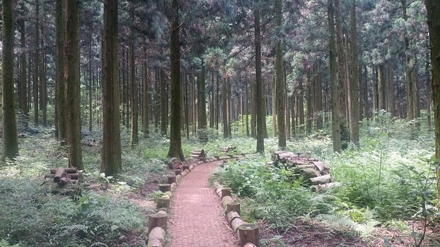 울창한 숲 속 사이로 산책로 들어선 붉은오름자연휴양림 전경.