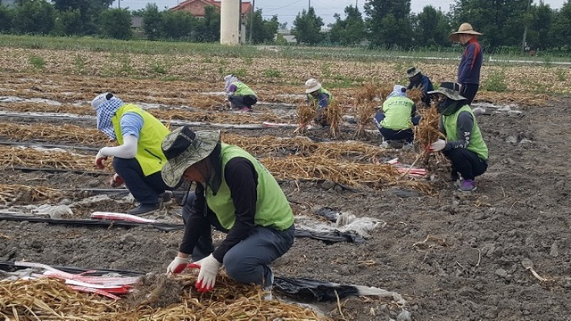지난 5일 농협 전주완주시군지부 등이 화산면 마늘 재배 농가를 찾아 농촌일손돕기를 실시했다.