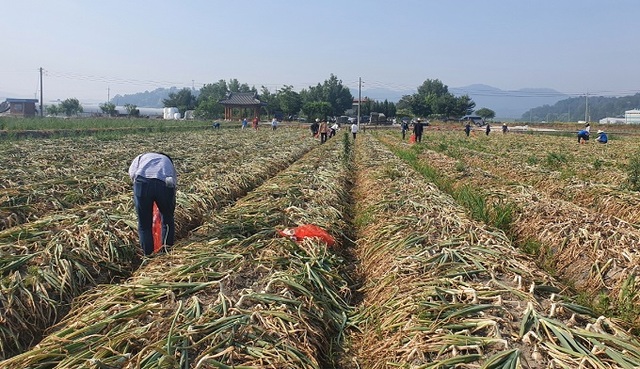 9일 익산시청 미래농정국 직원들이 인력 수급에 많은 어려움을 겪는 농가들을 위해 여산면을 찾아 일손돕기 봉사활동을 실시했다.