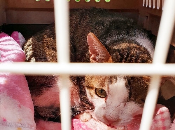 길고양이 ‘모시’는 A씨 공격으로 왼쪽눈을 잃었다.