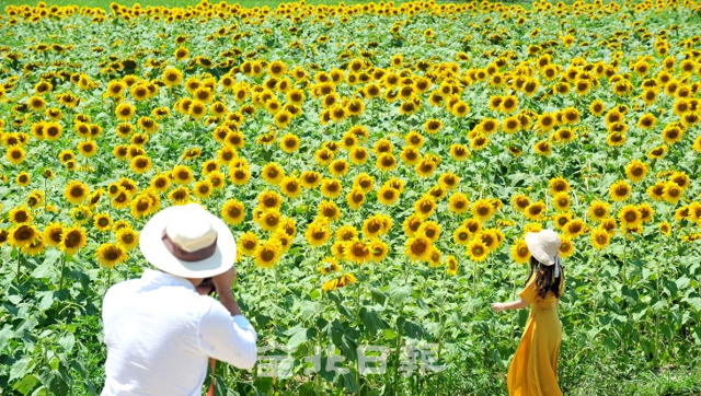 오세림 기자 작품 '만개한 해바라기'