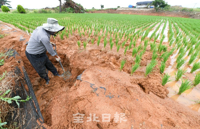 전주, 익산, 완주, 김제 등에 호우경보가 발효되며 많은 비가 내린 14일 전주시 전당리에서 무너진 논둑을 손보고 있다. 오세림 기자