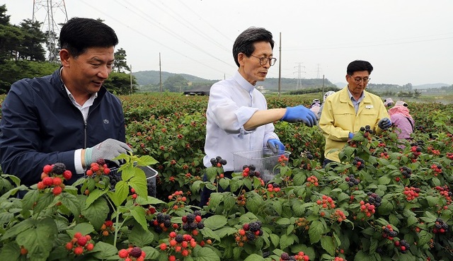 지난 17일 유기상 고창군수(가운데)가 무장면 복분자 농장에서 복분자를 수확하고 있다.