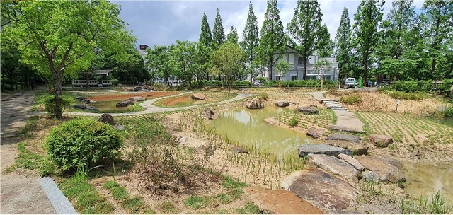 전주 덕진공원 내 갈대습지 정비 후 모습.