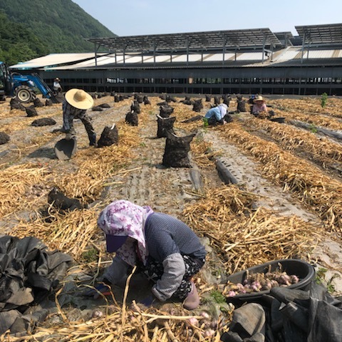 최근 완주군 먹거리정책과 직원들이 화산면 돈의마을 양파재배 농가를 찾아 일손을 도왔다.