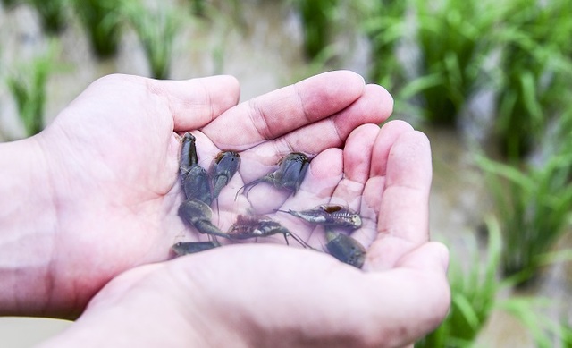 남원 친환경쌀 재배단지에서 발견된 '긴꼬리투구새우'