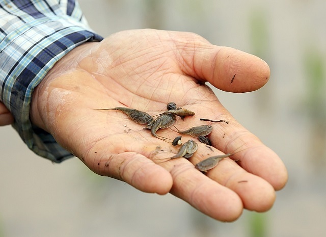 긴꼬리투구새우