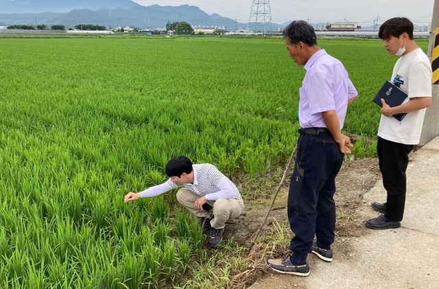 8일 완주군이 농업기술센터 영농현장지도반을 구성해 벼 중간 물 떼기 현장지도를 펼쳤다.