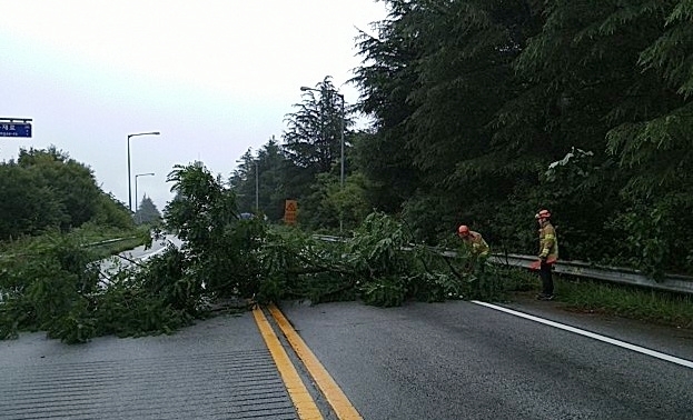 지난 14일 집중호우로 남원터널 앞에 자리한 7m 높이의 아카시아 나무가 쓰러졌다.