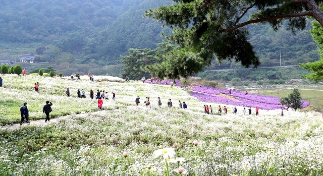 지난해 열린 정읍 구절초 꽃축제.
