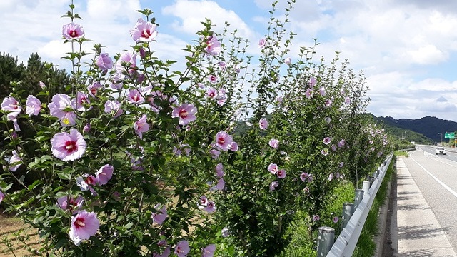 완주군 봉동에서 고산으로 이어지는 앞대산터널 부근 국도변에 무궁화 꽃이 활짝 피어 있다.