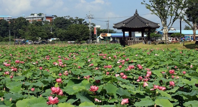 정읍시 태인면 피향정(보물 제289호) 연못에 만개한 연꽃.