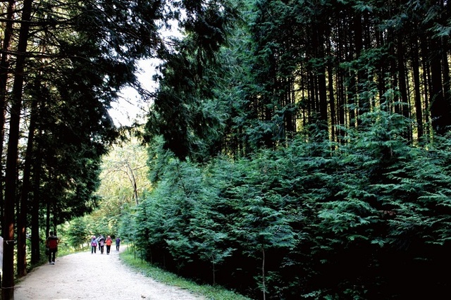 완주 상관면 편백숲.