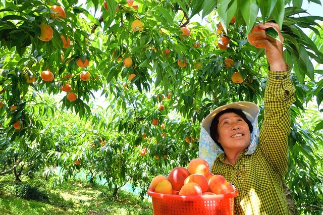 경북 청도군은 6월부터 9월까지는 복숭아 수확철로 농가마다 애지중지 키운 열매를 수확하며 미소짓고 있다. 사진 제공= 경북 청도군